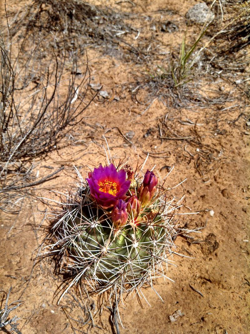 purple cactus